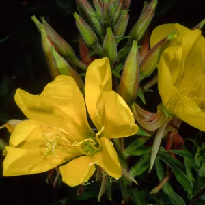 Oenothera elata, SBBG meadow