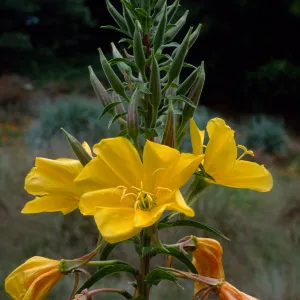 Oenothera elata, SBBG meadow
