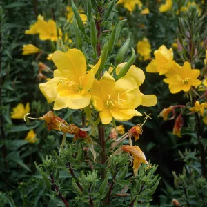Oenothera elata, SBBG meadow