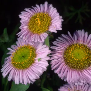 Erigeron glaucus, SBBG