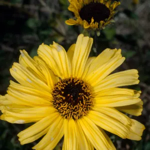 Encelia californica, SBBG