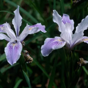  Iris douglasiana, SBBG