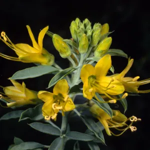 Isomeris arborea, SBBG Desert Secton