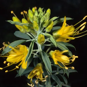  Isomeris arborea, SBBG Desert Secton