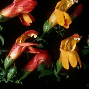 Keckiella antirrhinoides x Keckiella cordifolia, a hybrid