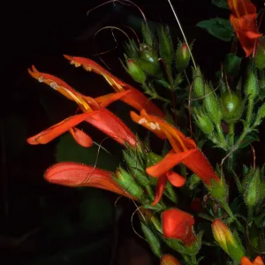 Keckiella cordifolia, SBBG