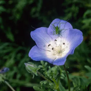 Nemophila menziesii, SBBG