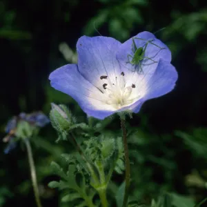 Nemophila menziesii, SBBG