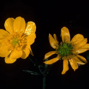 Ranunculus californicus, SBBG