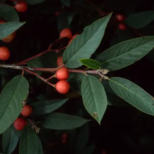 Rhamnus californica, SBBG