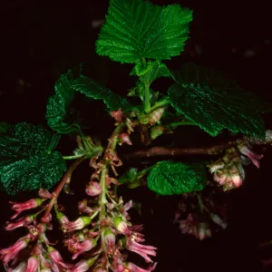 Ribes malvaceum, SBBG