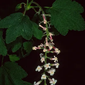 Ribes ‘Dancing Tassels’, SBBG Kiosk