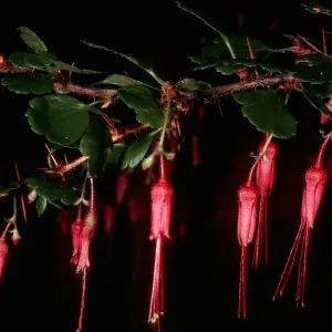 Ribes speciosum, SBBG Arroyo