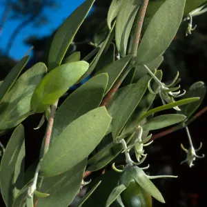 Simmondsia, SBBG