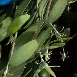 Simmondsia, SBBG