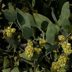 Simmondsia, SBBG