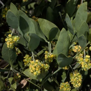 Simmondsia, SBBG
