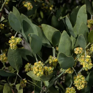 Simmondsia, SBBG