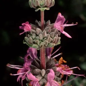 Salvia leucophylla (Purple Sage), SBBG