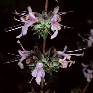 Santa Barbara Botanic Garden, Salvia leucophylla (Purple Sage), Porter Trail