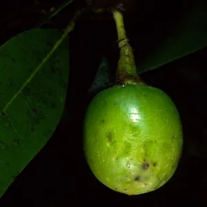 Santa Barbara Botanic Garden, Umbellularia californica, fruit