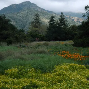 Santa Barbara Botanic Garden, Limnanthes, meadow