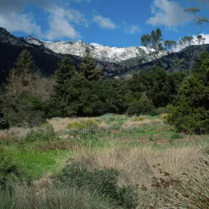 Santa Barbara Botanic Garden, snow on Santa Ynez Mountains, meadow