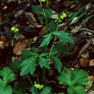 Sanicula crassicaulis, West fork of Cold Springs Trail, Santa Barbara County