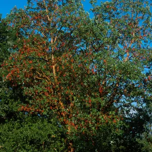 Arbutus menziesii, Reagan Ranch, Refugio Canyon