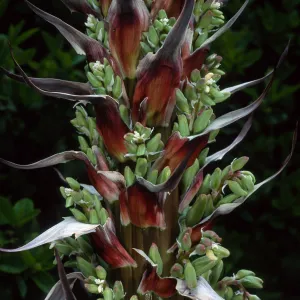 Yucca whipplei, near Broadcast Peak, Santa Barbara County