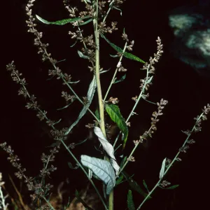 Artemisia douglasiana, Tunnel Road, Santa Barbara County