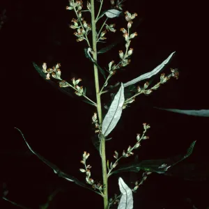 Artemisia douglasiana, Tunnel Road, Santa Barbara County