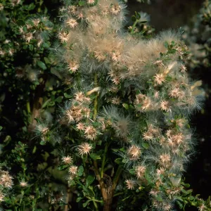 Baccharis pilularis, Tunnel Road, Santa Barbara County