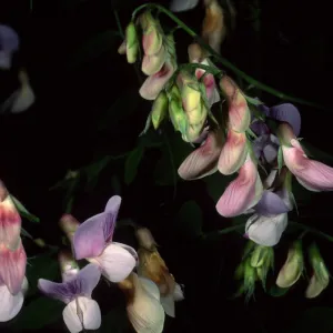 Lathyrus vestitus, Tunnel Road, Santa Barbara County
