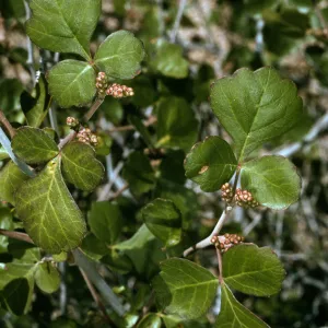 Rhus trilobata, Live Oak Tank, Joshua Tree National Park
