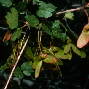 Acer glabrum, Cuyman Canyon, White Mountains