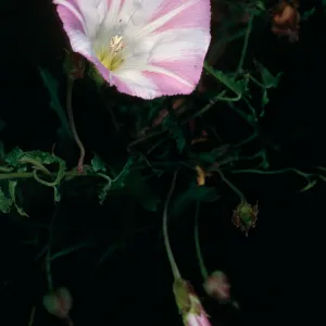 Calystegia macrostegia, Big Creek Reserve, Monterey County