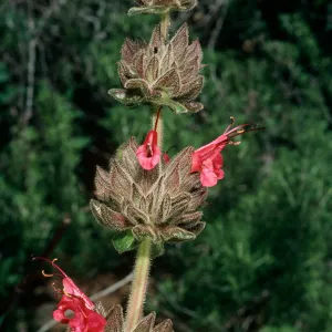 Salvia spathacea (California Hummingbird Sage), San Roque Canyon, Santa Barbara County