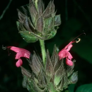 Salvia spathacea (California Hummingbird Sage), Jesusita Trail