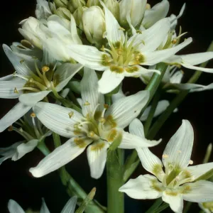 Zigadenus, Cuesta, San Luis Obispo County