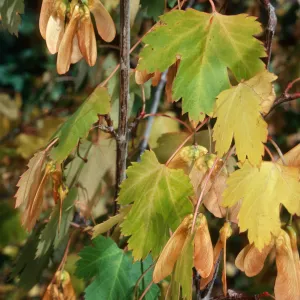 Acer Glabrum, Eagle Lake Trail, Mineral King, Sequoia National Park