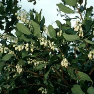 Comarostaphylis, road to Toro Canyon Park, Santa Barbara County
