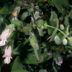 Lepechinia fragrans, Triunfo Pass, Santa Monica Mountains, Ventura County