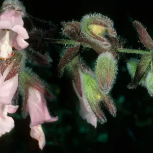 Lepechinia fragrans, Triunfo Pass, Santa Monica Mountains, Ventura County