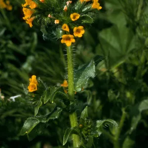 Santa Barbara Island, Amsinckia intermedia