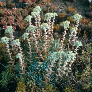 Santa Barbara Island, Dudleya traskiae, West of Cat Canyon
