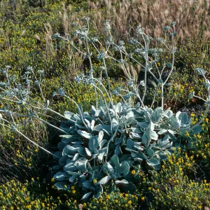 Santa Barbara Island, Eriogonum giganteum var. compactum, South of Cliff Canyon