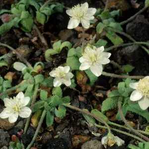 Santa Barbara Island, Platystemon californicus, Cliff Canyon