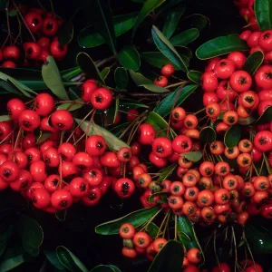 Pyracantha, end of Mission Canyon Road