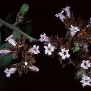 Eriodictyon traskiae, Wrigley Garden, Santa Catalina Island